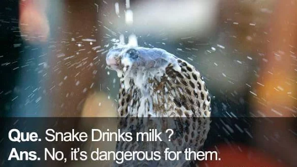 snake-milk